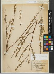 Foto von Salix alba subsp. vitellina (L.) Arcang.